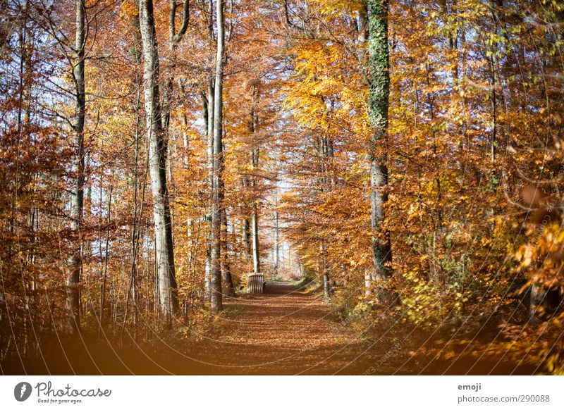 autumn Environment Nature Landscape Autumn Beautiful weather Forest Yellow Gold Orange Leaf Deciduous tree Deciduous forest Colour photo Exterior shot Deserted