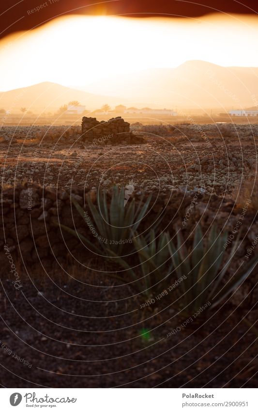 #A# Sunshine Environment Nature Esthetic Fuerteventura Sunrise Mediterranean Landscape Landscaping Well Wall (barrier) Cactus Colour photo Subdued colour