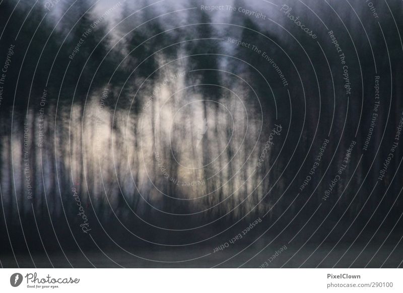 rustling through the woods Nature Landscape Sunrise Sunset Bad weather Tree Forest Growth Threat Sadness Subdued colour Exterior shot Deserted Twilight Blur