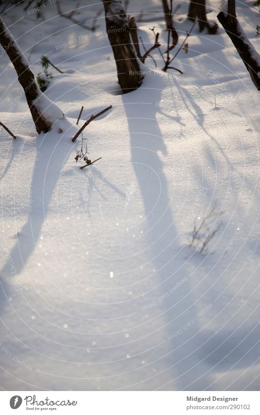 The first snow Environment Nature Landscape Plant White Glittering Soft Sunlight Shadow Winter Climate Powder snow Wood Colour photo Exterior shot