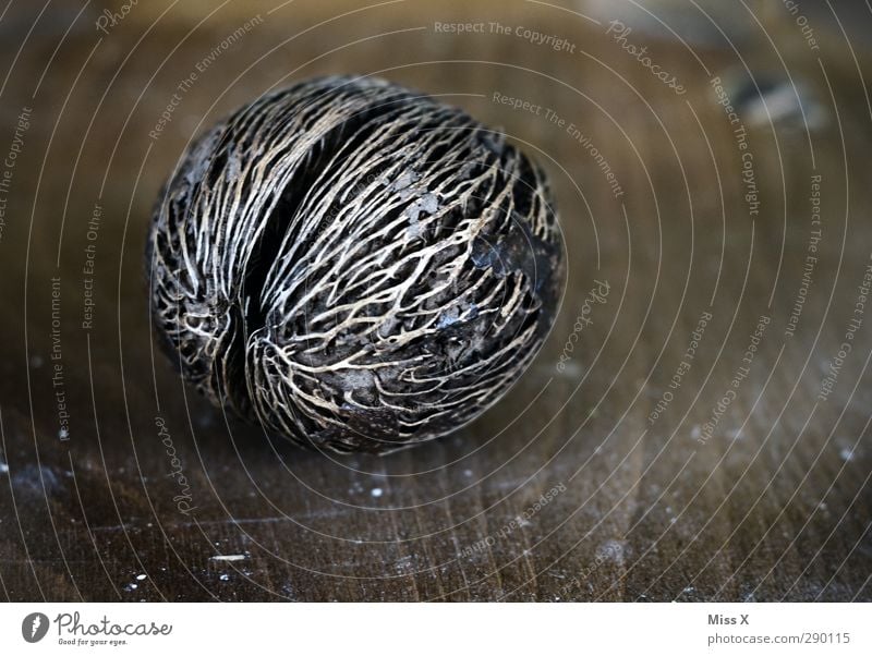 hard skin Food Gray Hard Nut Nutshell Exotic Thread Wood Tree fruit Subdued colour Close-up Structures and shapes Deserted Copy Space right