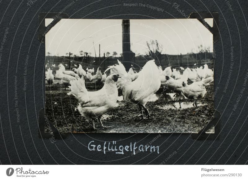 feathered Food Meat Nutrition Eating Lunch Dinner Buffet Brunch Banquet Animal Pet Farm animal Group of animals Herd Rutting season Fear Barn fowl Chicken coop