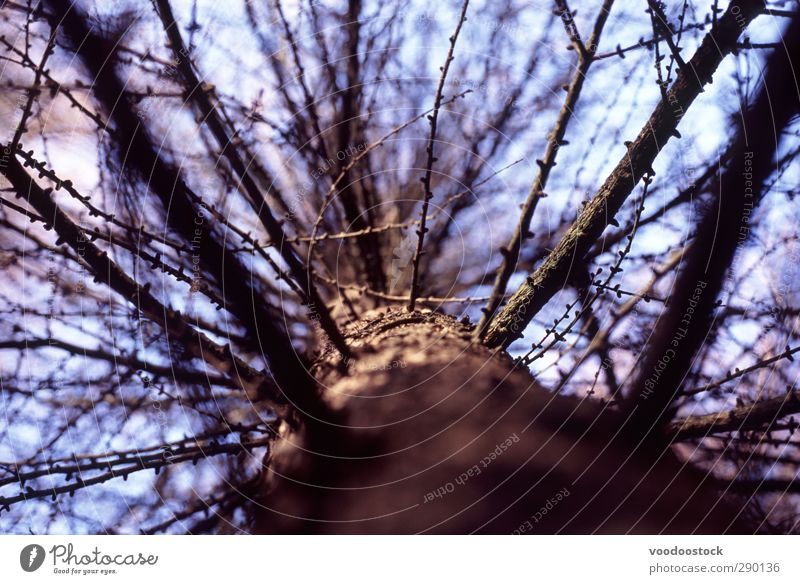 Abstract Pine Tree Nature Forest Wood Old Growth Brown Death branches Blue Tree trunk Branchage split Divide Upward Colour photo Exterior shot Deserted Light