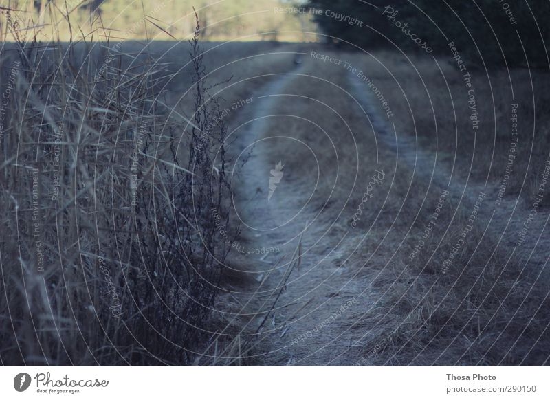 At the edge of the forest Far-off places Autumn Winter Field Forest Lanes & trails Stone Sand Blue Nature Fern Grass Dark Shriveled Cold Colour photo