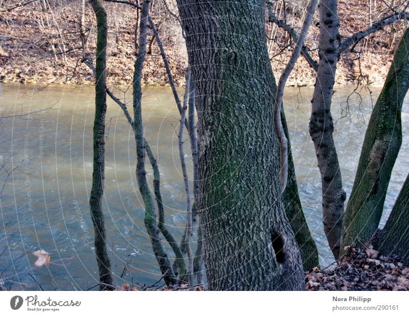 far away is next to you Winter Environment Nature Landscape Plant Elements Water Sunlight Weather Beautiful weather Tree Bushes Leaf Brook River To dry up