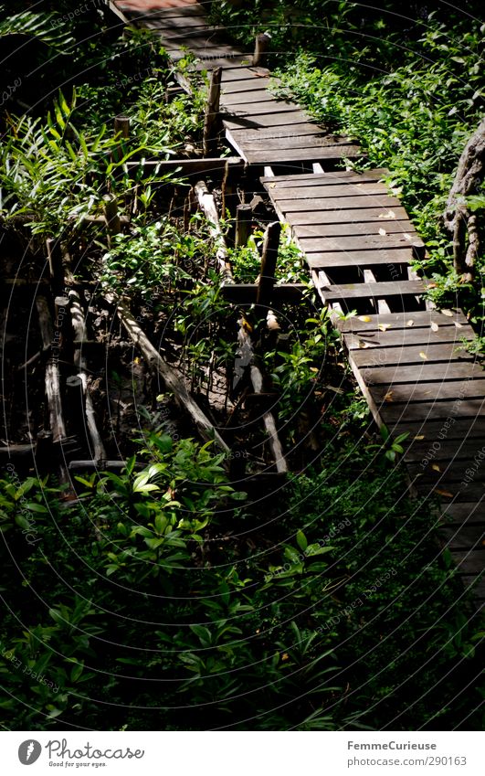 Beeing on a visit to Tarzan. Nature Landscape Sustainability Virgin forest Footbridge Lanes & trails Wooden bridge Forest Warmth Plant Cambodia Asia Deserted