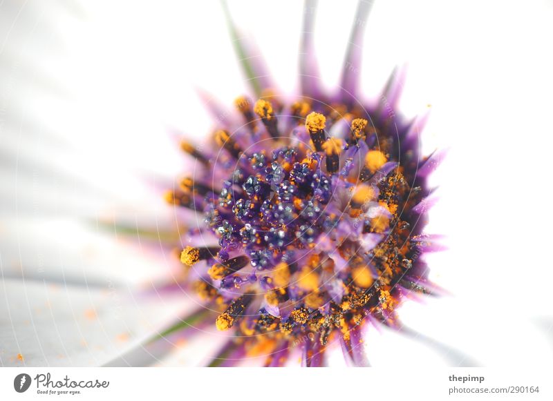 flower power Plant Summer Flower Blossom Blossoming Fragrance Violet White Colour photo Macro (Extreme close-up) Copy Space left Shallow depth of field