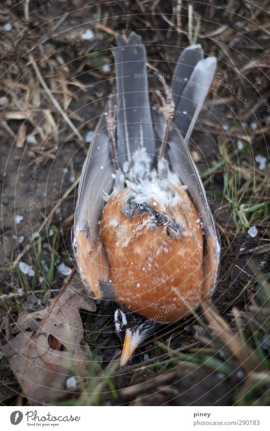 found Environment Nature Snow Snowfall Grass Animal Bird 1 Cold Gray Green Orange Death beak feathers fallen dead wings body Dead animal Colour photo