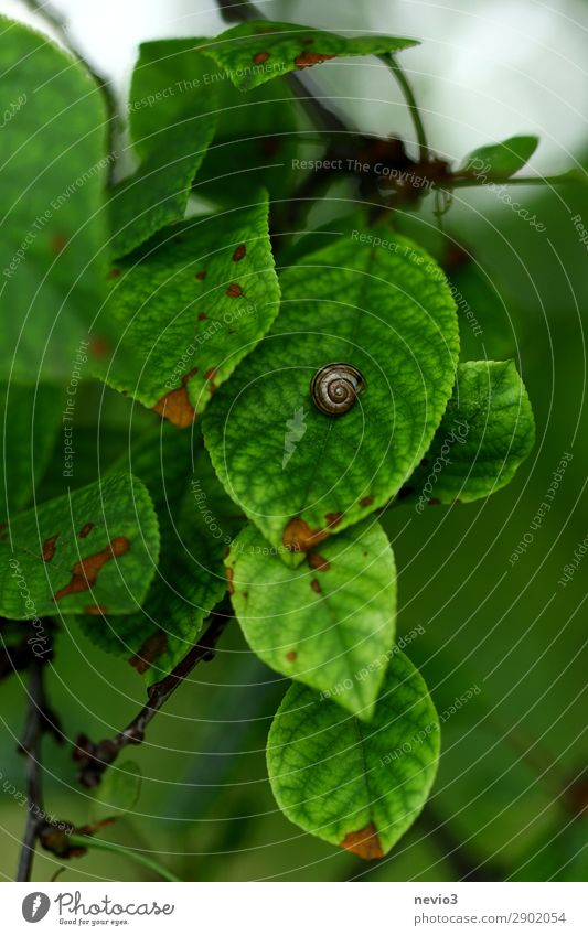 snail shell Nature Spring Plant Leaf Foliage plant Garden Park Meadow Green Spring fever Life Seasons Exterior shot Natural Snail Snail shell Spiral Landscape