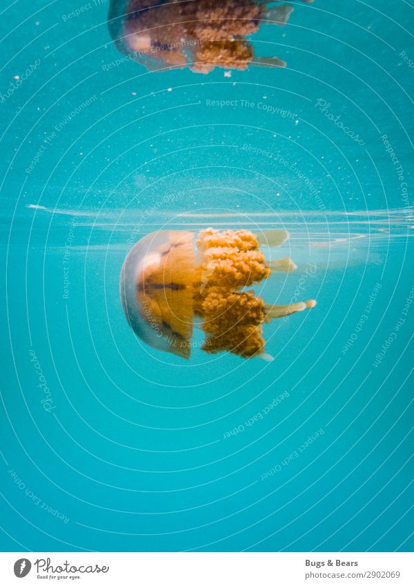 jellyfish Nature Water Bay Reef Coral reef Ocean Pond Lake Animal Wild animal 1 Esthetic Adventure Jellyfish Turquoise Orange Surface of water Philippines