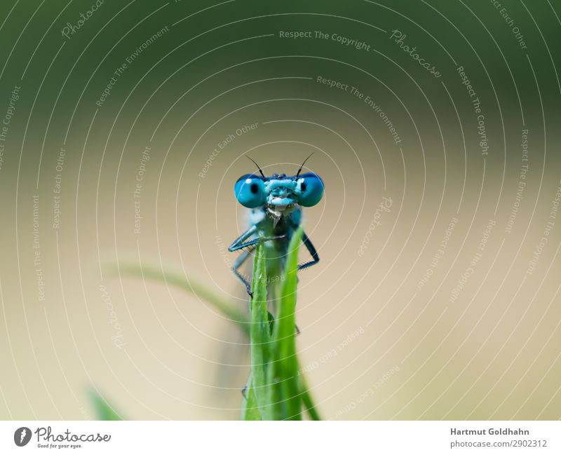 View of the eyes of a blue dragonfly. Animal 1 Sit Small Blue Nature Dragonfly Insect Eyes Grass Damselfly Summer Living thing Small dragonfly Frontal Brook