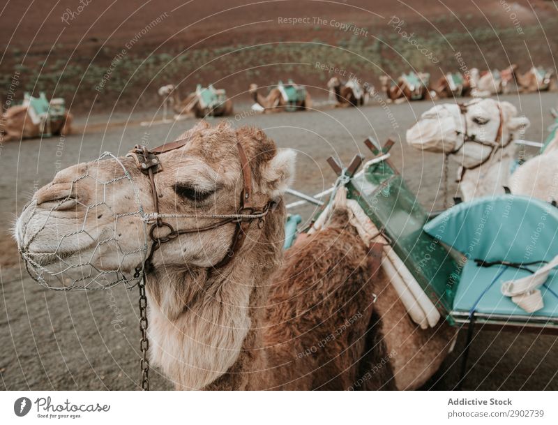 Camels resting near hill Saddle Rest Hill Landscape Vacation & Travel Sky Clouds Lanzarote Spain Herd Caravan Lie (Untruth) Ground Slope Nature Tourism Trip