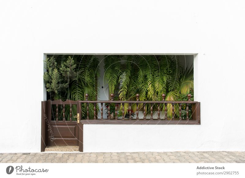 Green plants inside white house Plant Terrace House (Residential Structure) Entrance Leaf White Wall (building) Lanzarote Spain Clean Gate Growth Tropical