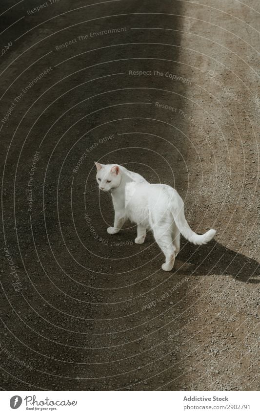 White cat lying on ground Cat Street Landscape Lie (Untruth) Pet Stony Ground Lanzarote Spain Staring Animal Kitten way Lanes & trails furry Fluffy Rock