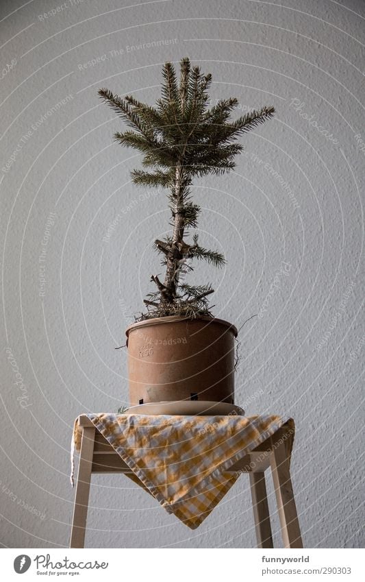 ready for transport Christmas & Advent Christmas tree Anti-Christmas Tree Pot plant Fir tree Old Broken Illness Sadness Loneliness Past Colour photo