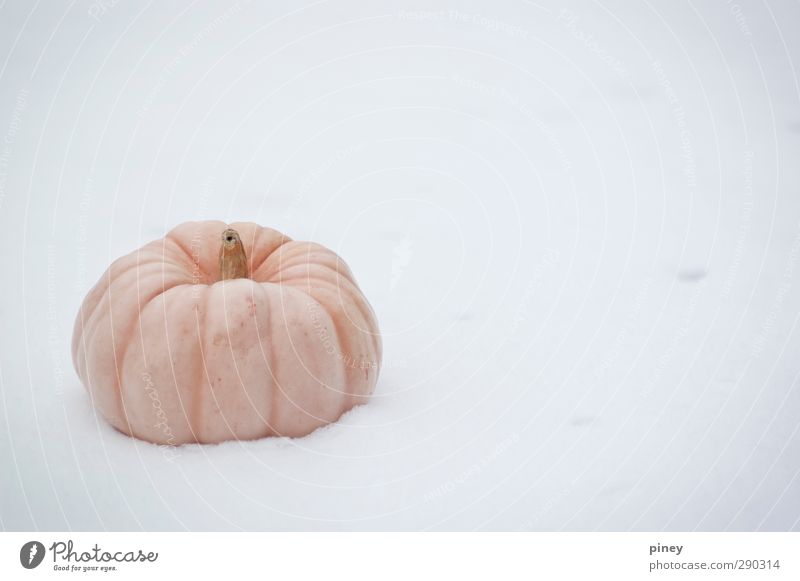 pumpkin Winter Snow Agricultural crop Cold Gray Orange White left melon ridges Colour photo Subdued colour Exterior shot Close-up Detail Deserted Isolated Image