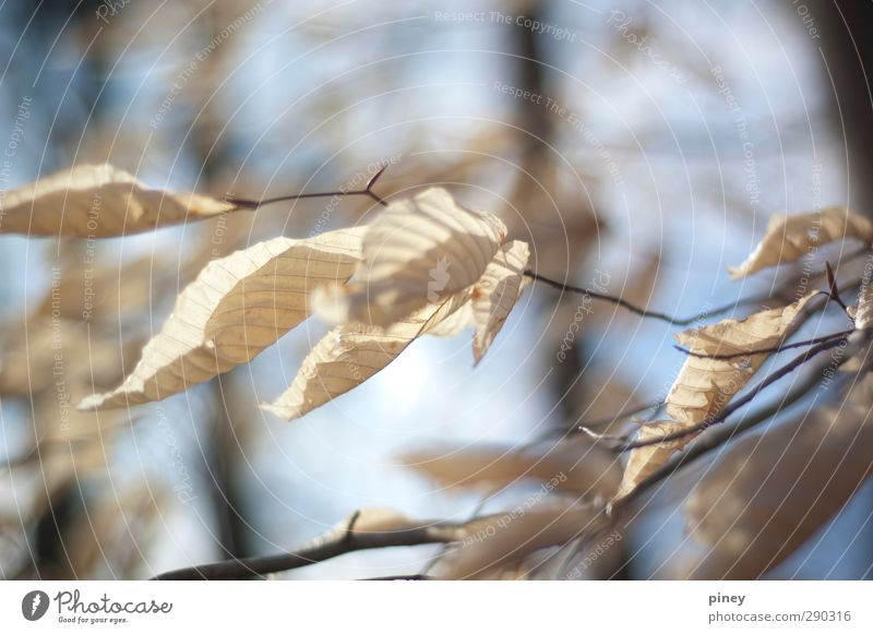 birch Environment Nature Plant Weather Wind Tree Leaf Forest Blue Yellow Black blow transparent bare twig branch Colour photo Subdued colour Exterior shot