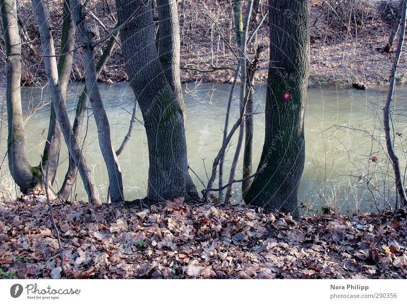 who the fuck is pretty? Environment Nature Plant Water Beautiful weather Tree Bushes Leaf Brook River Discover To dry up Growth Cold Dry Blue Peace Art Puzzle