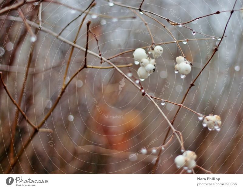 the world in one drop Environment Nature Plant Elements Water Drops of water Climate Weather Rain Bushes firecracker peas Berry bushes Garden Hang Cry Attentive