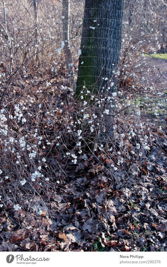 killer peas Nature Plant Air Sun Winter Climate Beautiful weather Tree Bushes plonk berries snow firecracker peas Park Illuminate To dry up Growth Cold Round