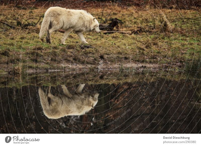 the wolf Nature Lakeside River bank Animal Wild animal Pelt Paw 1 Brown Yellow Black White Wolf Wilderness Game park Dangerous Mirror image polar wolf Enclosure