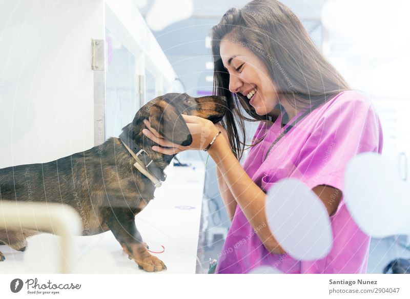 Veterinarian doctor hugging a beautiful dog. Woman Dog Tin veterinary clinic Animal Doctor Nurse Healthy Pet Uniform Professional Work and employment