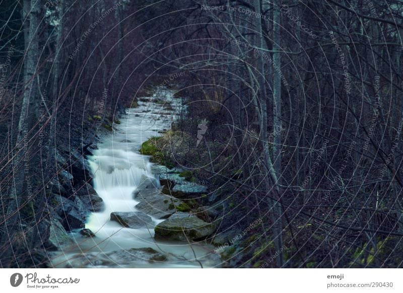 ghosts Environment Nature Landscape Bad weather Forest Brook Dark Cold Mystic Colour photo Exterior shot Deserted Evening Long exposure Motion blur