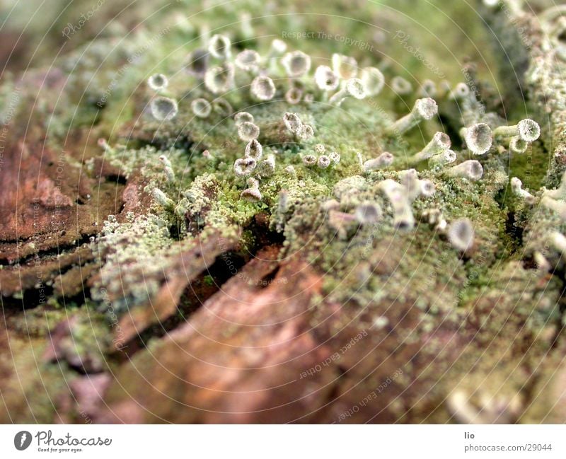 mushroom field Wood Tree bark Mushroom Putrefy Nature Macro (Extreme close-up)