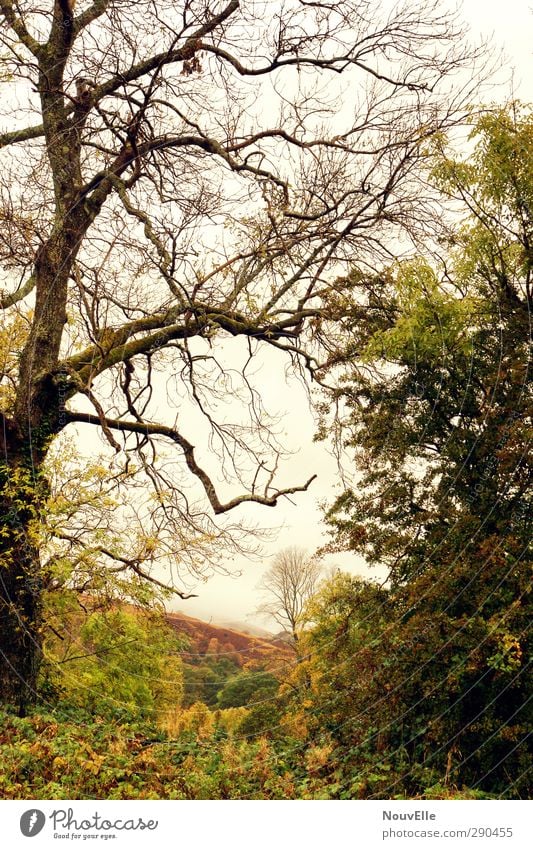 Rapture of the deep. Nature Landscape Weather Bad weather Fog Rain Tree Bushes Ivy Field Forest Hill Honest Scotland Colour photo Exterior shot Deserted Day