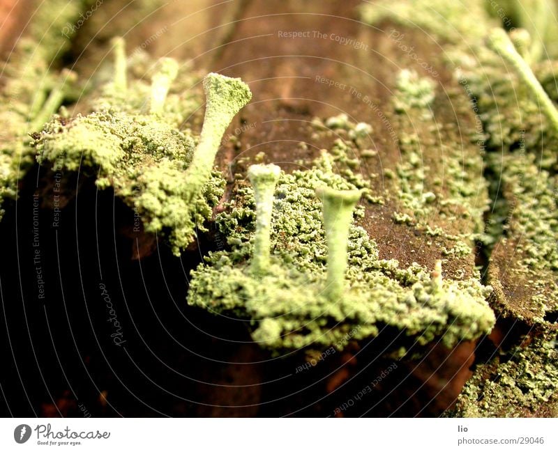 fungus Wood Tree bark Mushroom Putrefy Nature Macro (Extreme close-up)