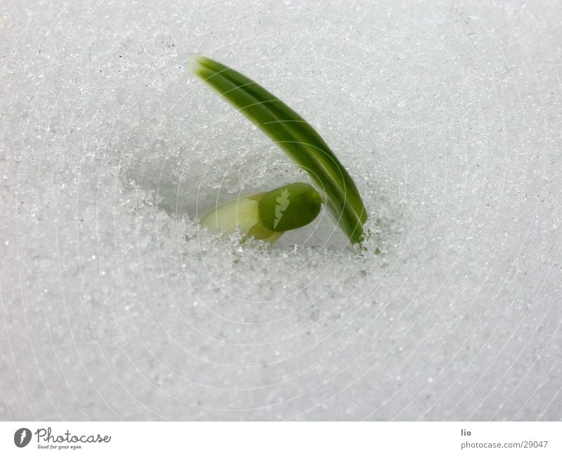 snowdrops Snowdrop Spring Plant Nature Macro (Extreme close-up)