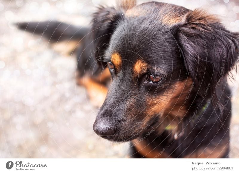 Puppy of black color Black-haired Pet Dog 1 Animal Observe Looking Beautiful Brown Goodness Calm Self Control Protection Emphasis Reliability Colour photo