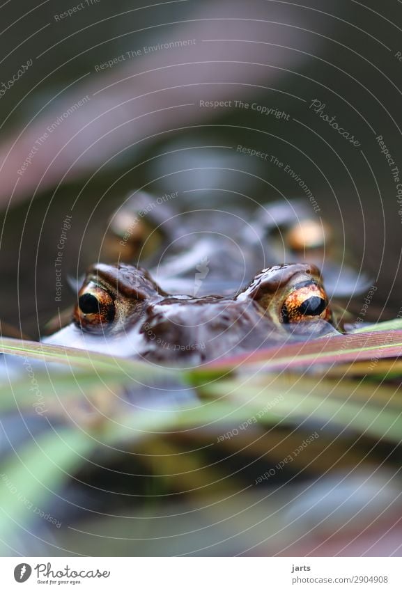 Big eyes Lakeside Animal Wild animal Frog 2 Pair of animals Swimming & Bathing Looking Nature Painted frog Eyes Colour photo Multicoloured Exterior shot