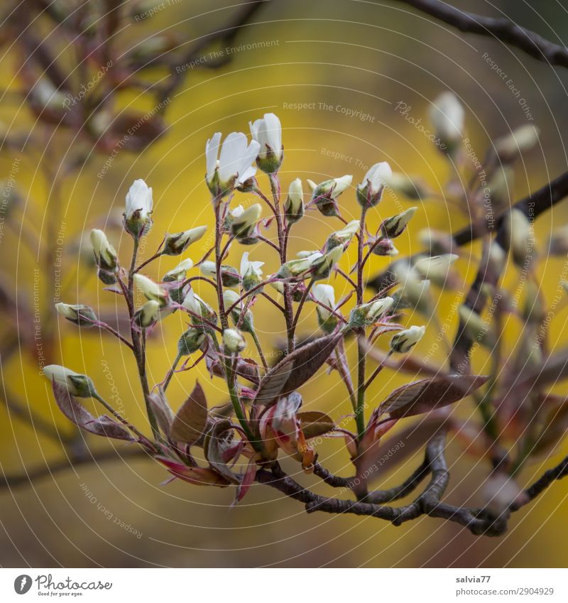 rock pear blossoms Environment Nature Plant Spring Tree Bushes Leaf Blossom Twigs and branches Garden Park Blossoming Fragrance Colour photo Exterior shot