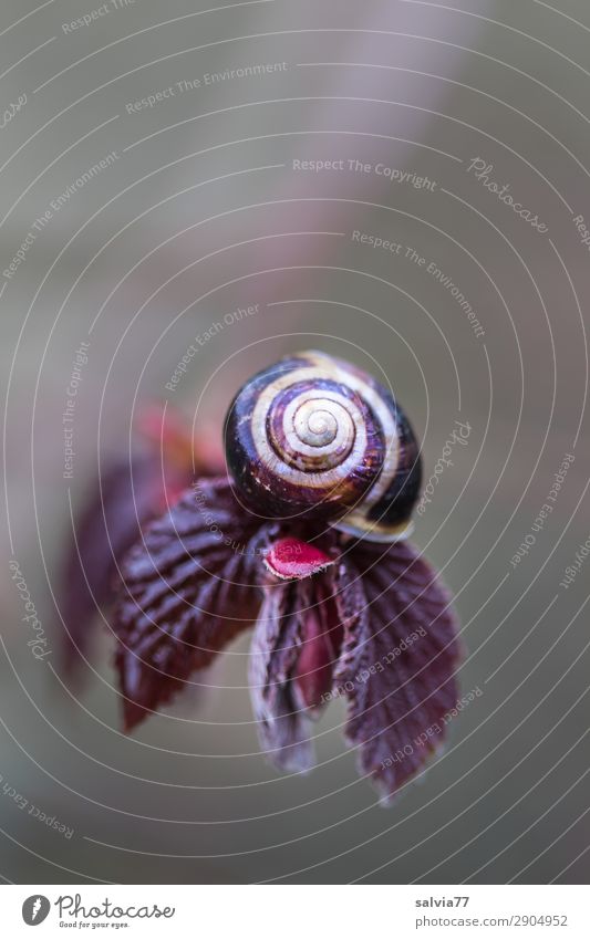 Hazelnut snail Environment Nature Plant Spring Bushes Leaf Twig Leaf bud Hazel brown Garden Park Small Above Round Brown Protection Spiral Structures and shapes