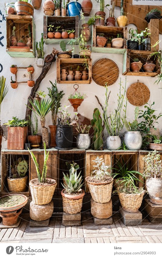 Urban Gardening - Courtyard Lifestyle Decoration Plant Essaouira Morocco Africa Town Old town Deserted House (Residential Structure) Wall (barrier)