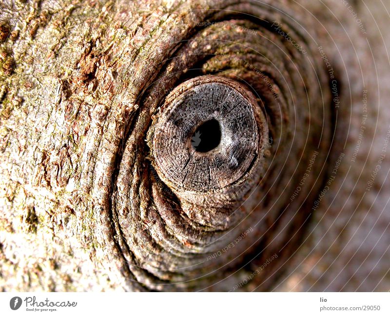 peephole Wood Brown Tree bark Branch Hollow Macro (Extreme close-up)