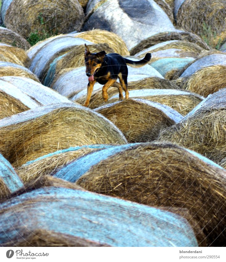 jumpers Landscape Field Animal Dog Animal tracks 1 Walking Loyalty Shepherd dog Hop Bale of straw Climbing Perspire Breathe Racing sports Nature Jump Curiosity