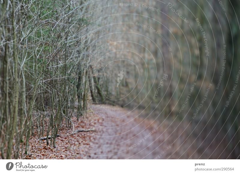 walk in the woods Environment Nature Landscape Plant Winter Tree Bushes Forest Gray Green Lanes & trails Tilt-Shift Twig Colour photo Exterior shot Deserted Day