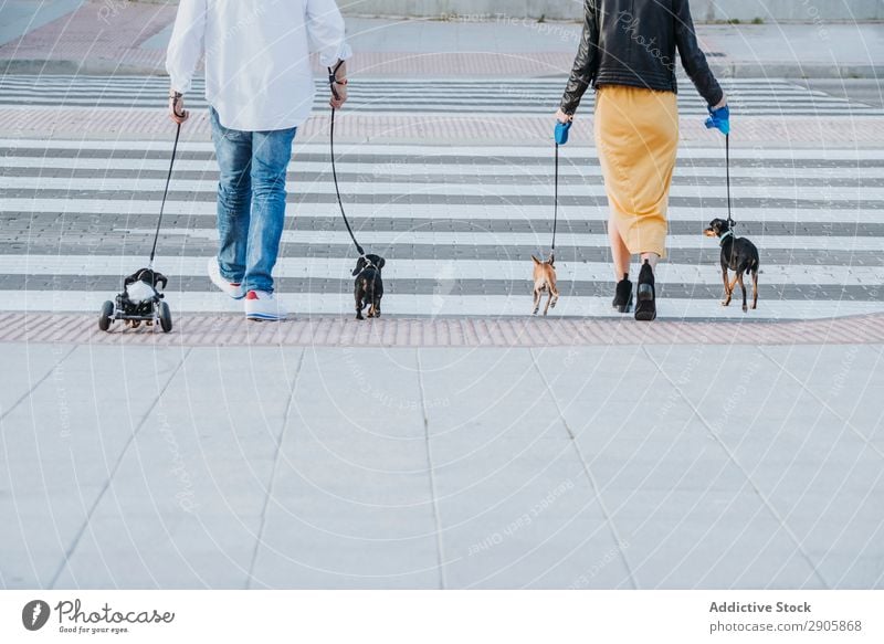 Couple walking with dogs and pet with wheelchair on street Dog Wheelchair Pet paralyzed Handicapped Dachshund Walking Street disabled physical Relaxation