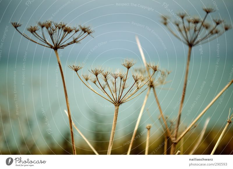 fade Environment Nature Plant Autumn Grass Blossom Wild plant Umbelliferae (Apiaceae) umbellifers Meadow Field Faded To dry up Natural Thorny Dry Blue Brown