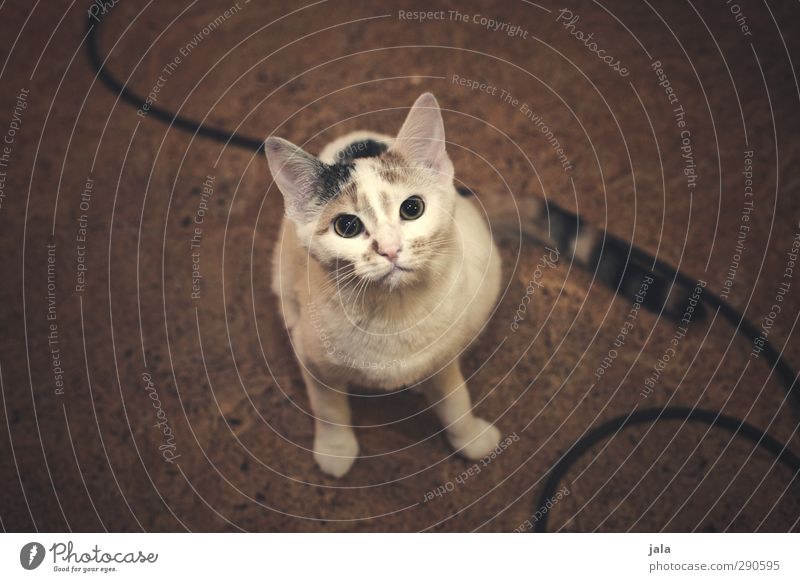 Lina Animal Pet Cat 1 Baby animal Beautiful Curiosity Colour photo Interior shot Deserted Copy Space left Copy Space right Artificial light Animal portrait