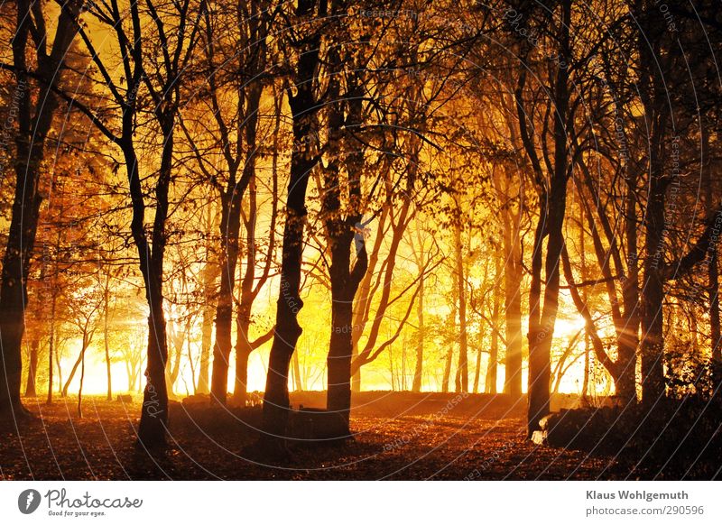 Artificial light, from sodium lights creates unreal illumination in autumn fog between trees of a park Sports Fitness Sports Training Football pitch Plant Tree