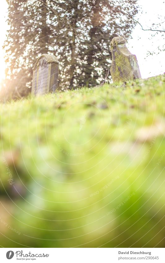 resting place Sky Plant Tree Grass Foliage plant Brown Yellow Green Orange Black White Cemetery Death Bury Funeral Grave Tombstone Stone Floor covering