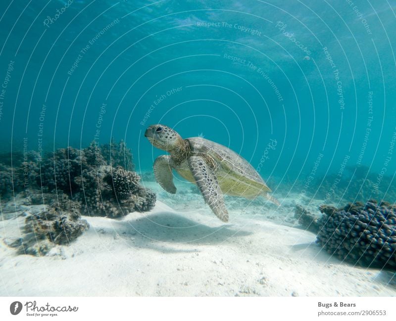 Green sea turtle Nature Reef Coral reef Ocean Animal Wild animal Aquarium Contentment Wisdom Adventure Turtle Green turtles Australia Marine animal Swimming