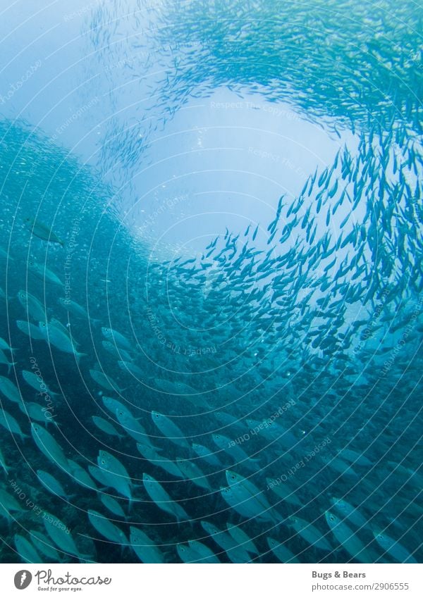 swarm of sardines Environment Nature Water Coral reef Ocean Fish Aquarium Group of animals Flock Adventure Shoal of fish Sardine Formation Spiral Blue