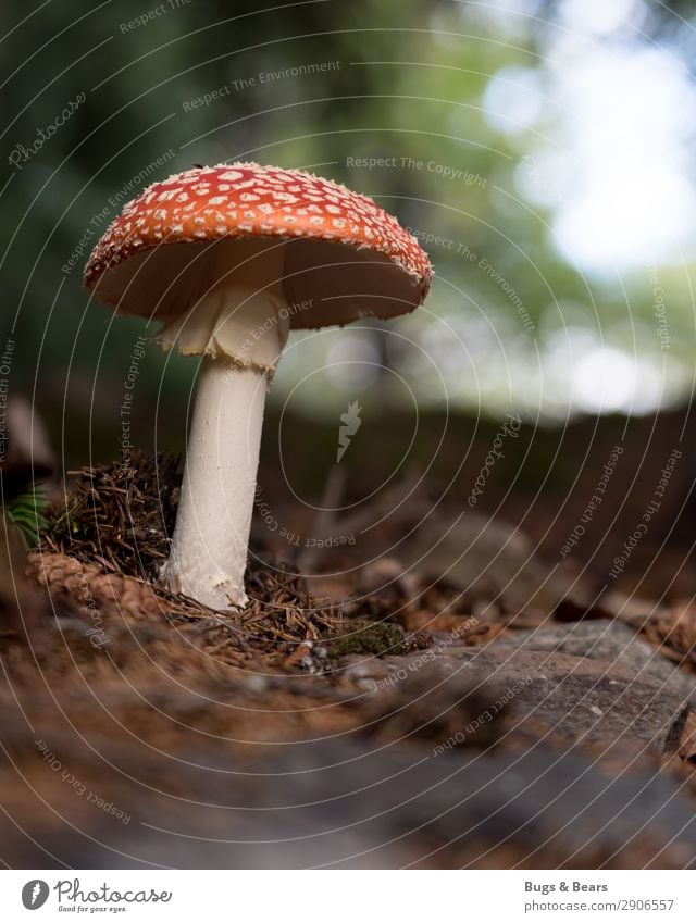 fly agaric Environment Nature Landscape Plant Earth Autumn Forest Red Mushroom Mushroom cap Amanita mushroom Poison Inedible Dangerous Woodground Ground Alaska