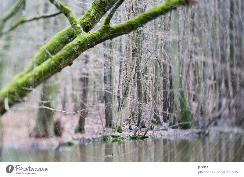 250 Environment Nature Landscape Plant Water Tree Forest Gray Green Tilt-Shift Marsh Reflection Colour photo Exterior shot Deserted Day Blur