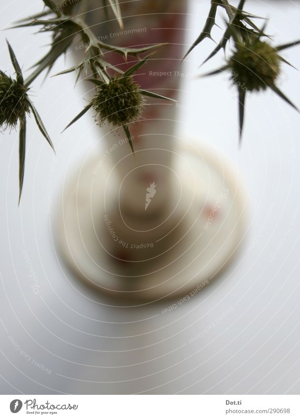 bouquet Decoration Point Thorny Vase Porcelain Thistle Dried Flower vase Colour photo Subdued colour Interior shot Close-up Deserted Copy Space bottom Contrast