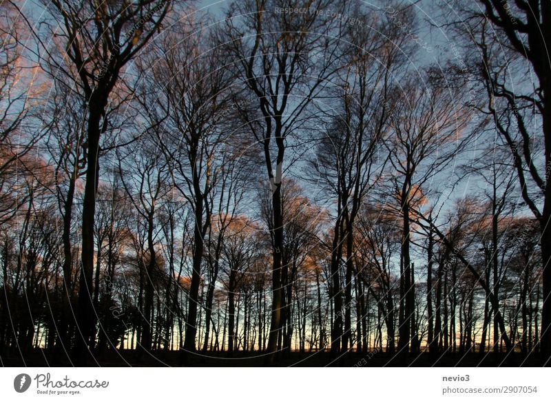 Bare trees Nature Tree Forest Old Dark Clearing Edge of the forest Forestry Forstwald Silhouette Black Sunset Evening Dusk Warmth Warm light Moody Tree trunk